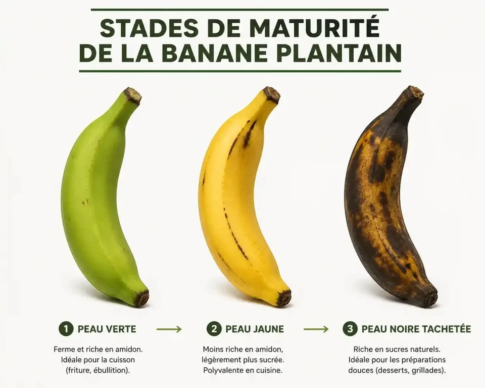 Stades de maturité de la banane plantain pour choisir la bonne cuisson