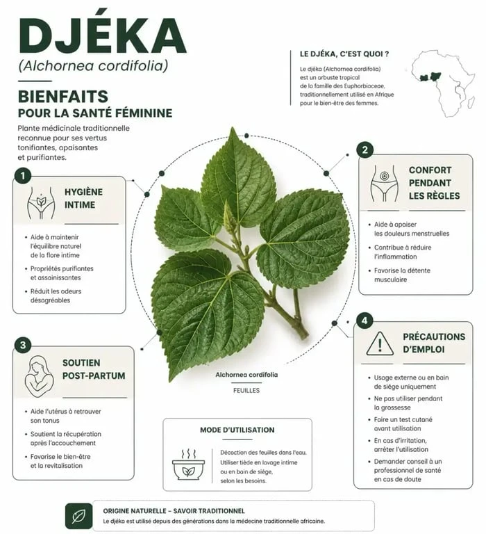Djeka bienfaits : infographie des usages traditionnels, bénéfices et précautions