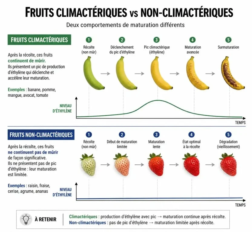 Différence entre fruits climactériques et non-climactériques pour une meilleure conservation