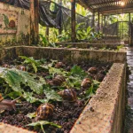 Escargot cote d'ivoire en ferme d’élevage, héliciculture en Côte d’Ivoire